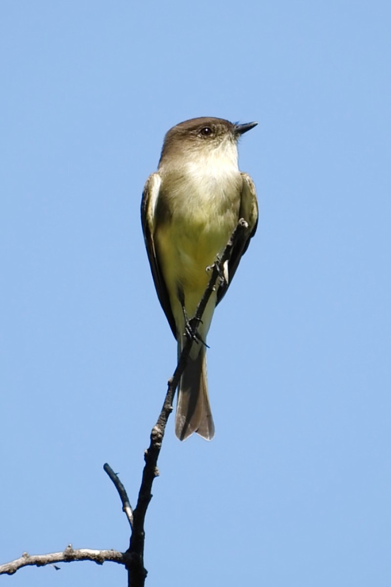Eastern Phoebe - ML644275749
