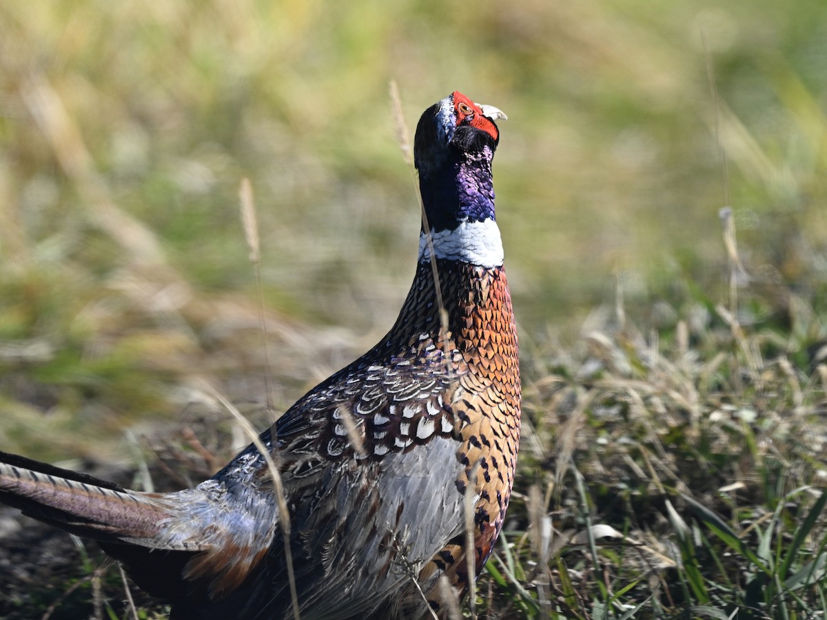 Ring-necked Pheasant - ML644275752