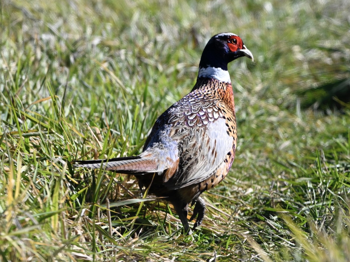 Ring-necked Pheasant - ML644275753