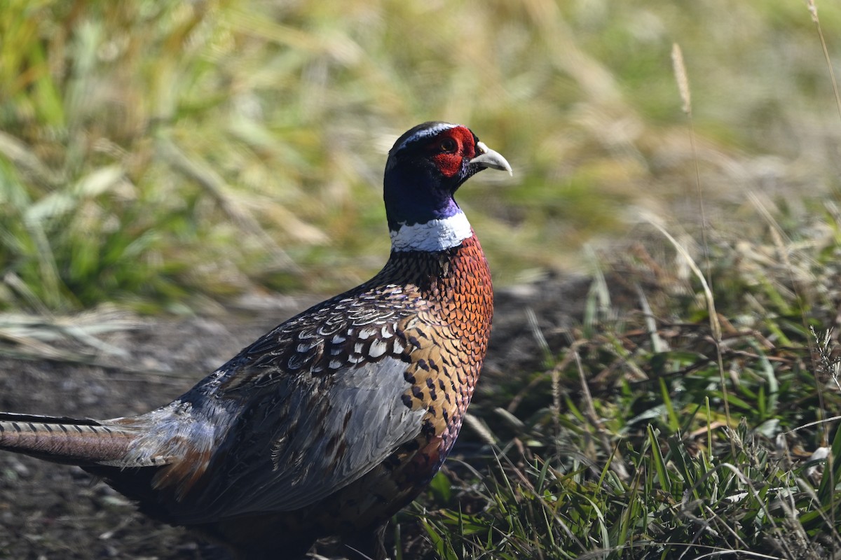 Ring-necked Pheasant - ML644275755