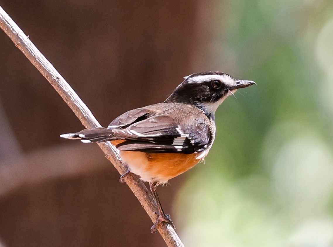 Buff-sided Robin - ML644275759