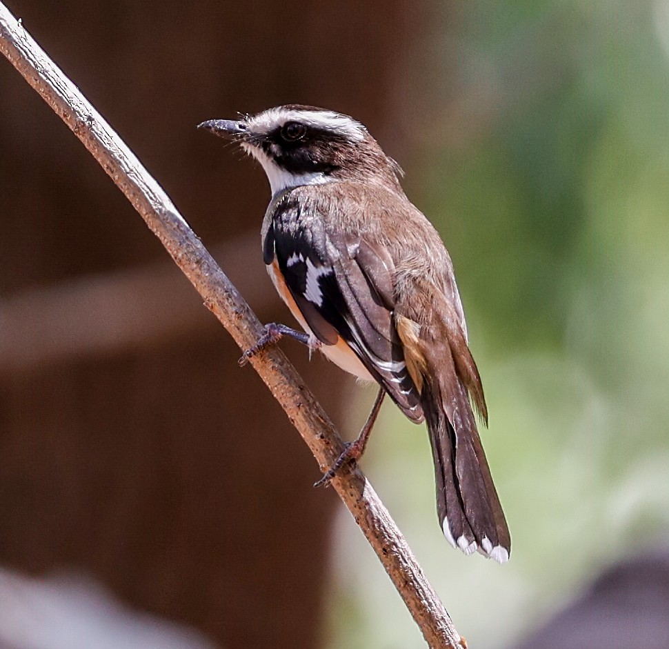 Buff-sided Robin - ML644275760