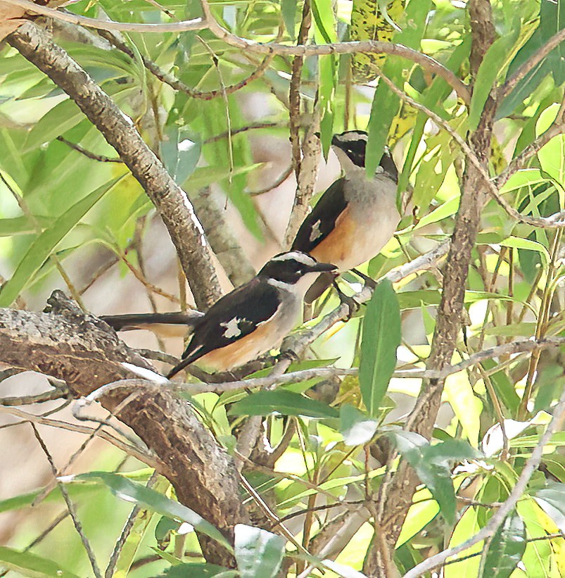 Buff-sided Robin - ML644275761