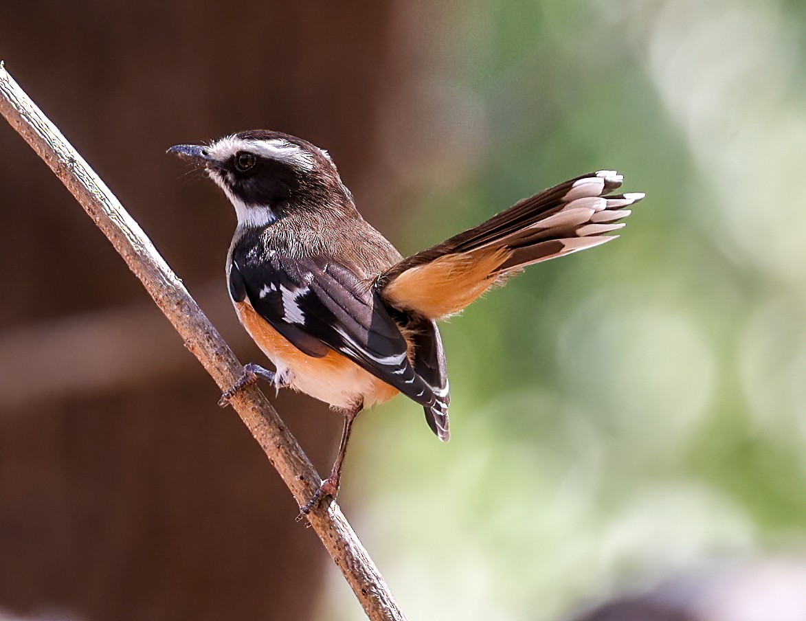 Buff-sided Robin - ML644275762