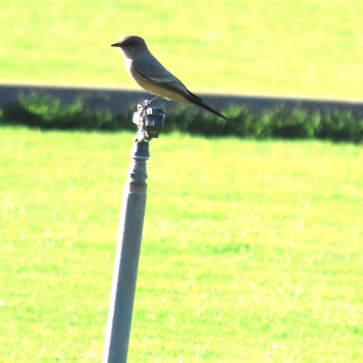 Zimtbauch-Phoebetyrann - ML644275763