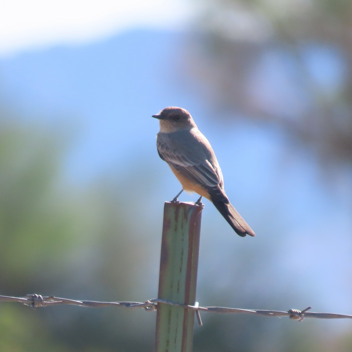 Zimtbauch-Phoebetyrann - ML644275764