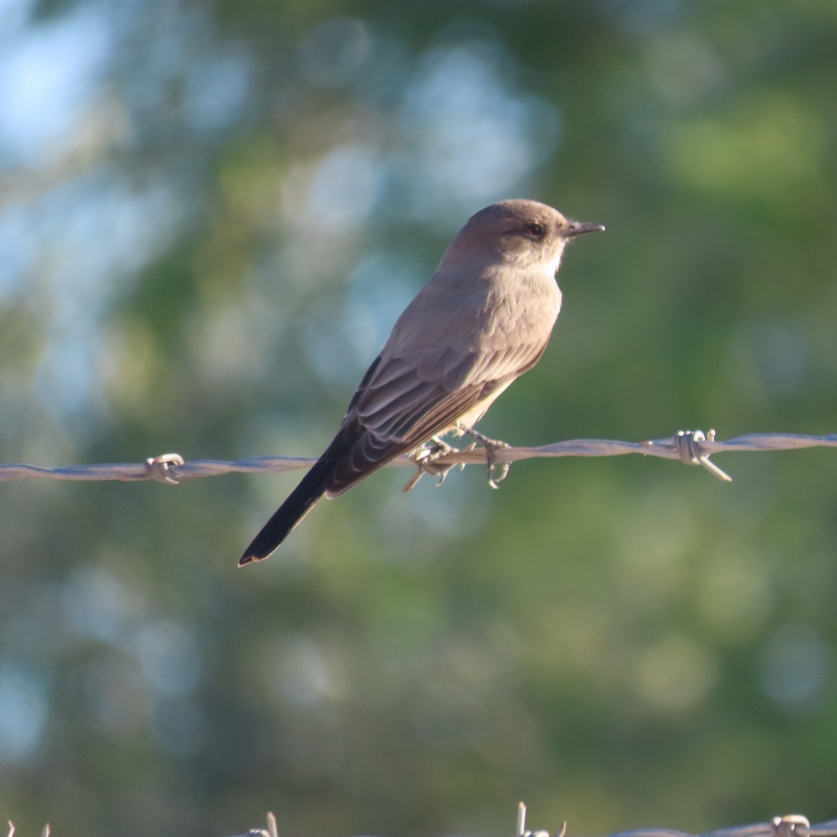 Zimtbauch-Phoebetyrann - ML644275765