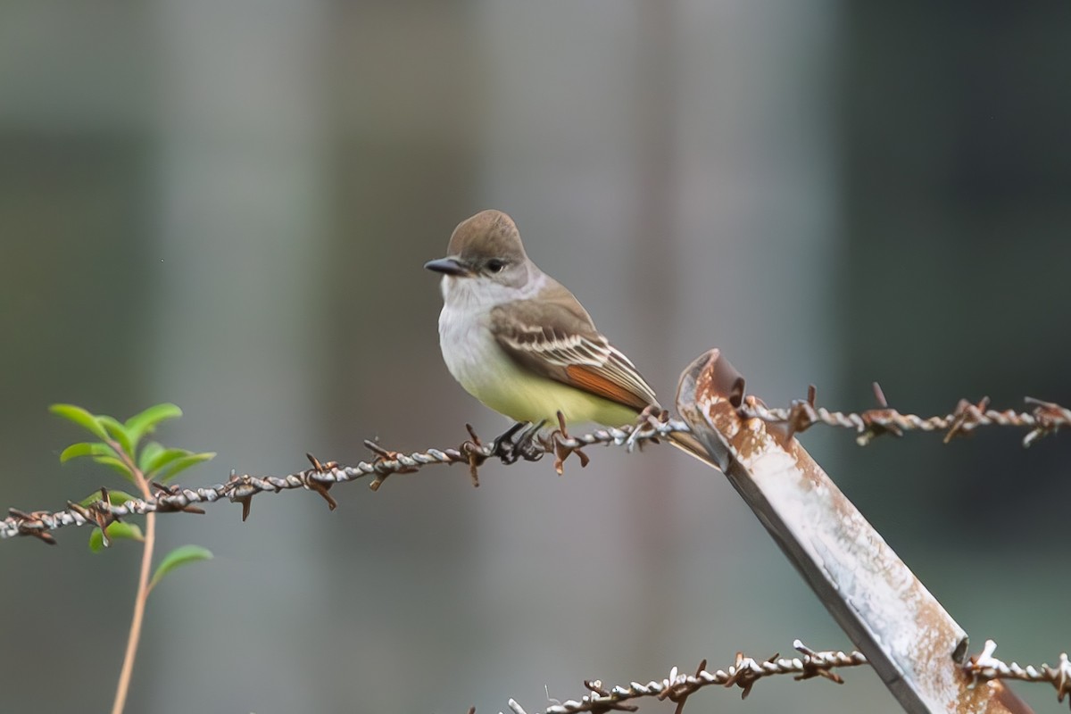 Ash-throated Flycatcher - ML644275769