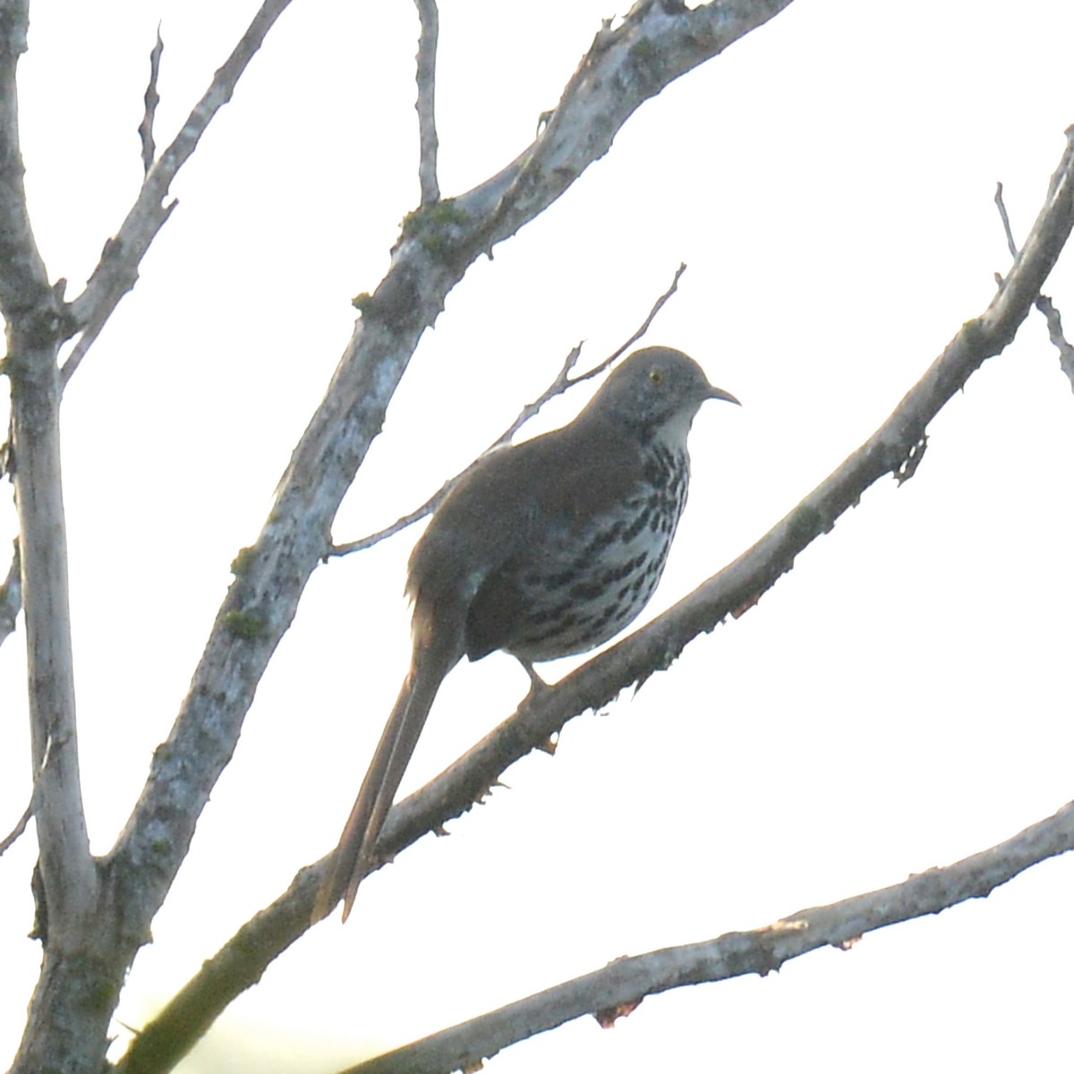 Long-billed Thrasher - ML644275771
