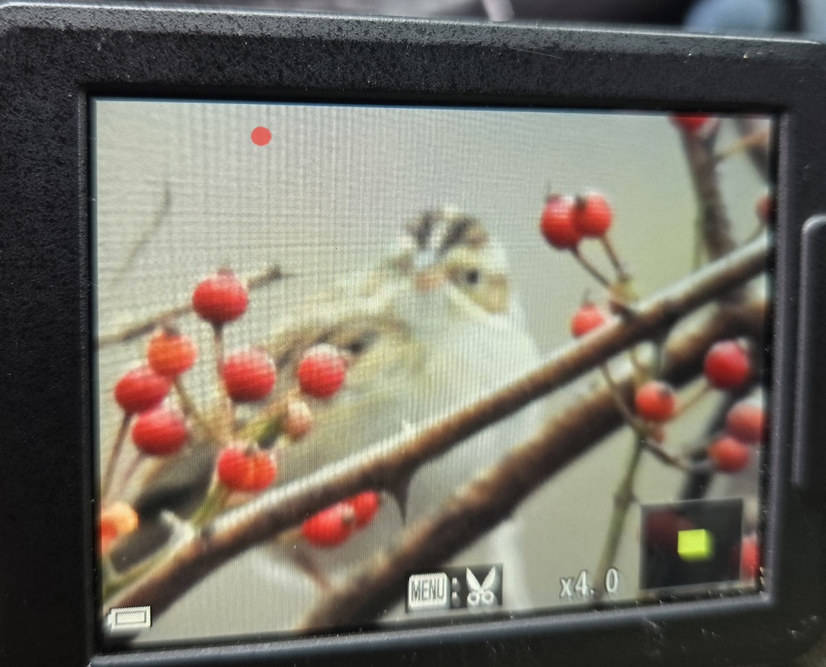 Clay-colored Sparrow - ML644275778