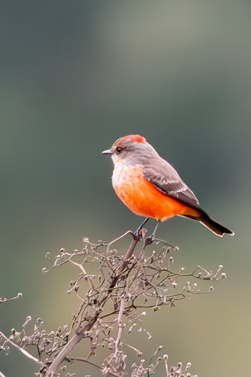 Vermilion Flycatcher - ML644275786