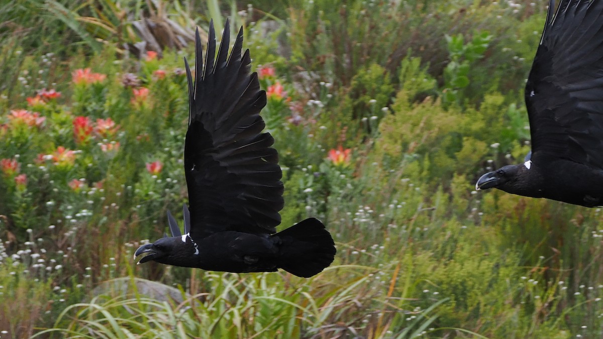 White-necked Raven - ML644275787