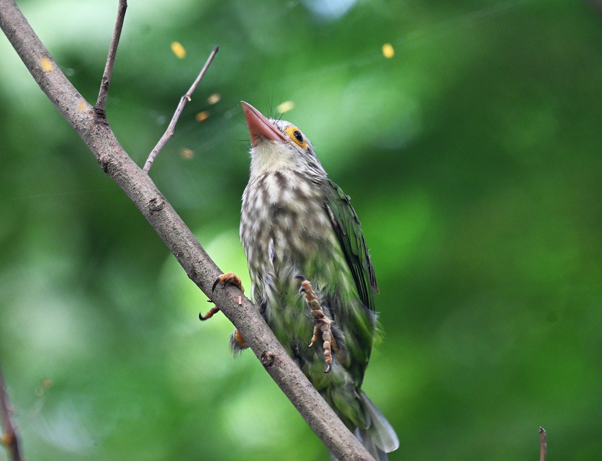 シロボシオオゴシキドリ - ML644275788