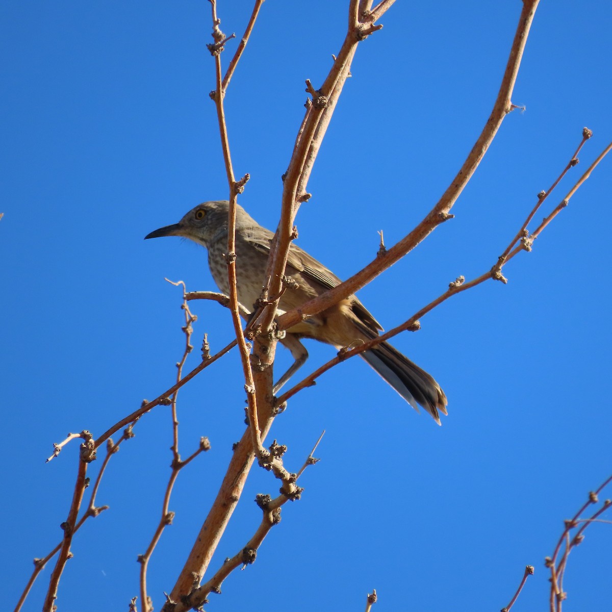Bendire's Thrasher - ML644275798