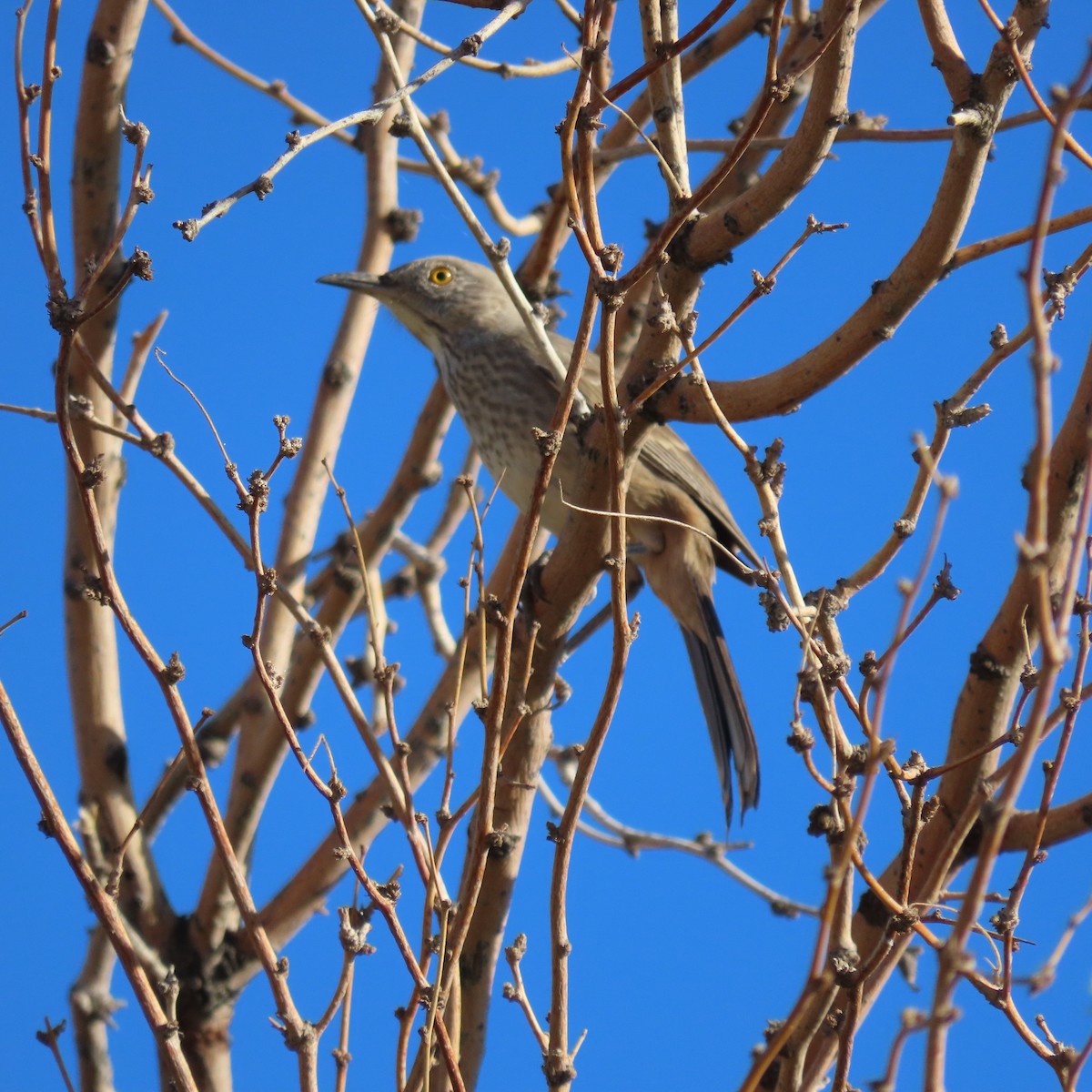 Bendire's Thrasher - ML644275799