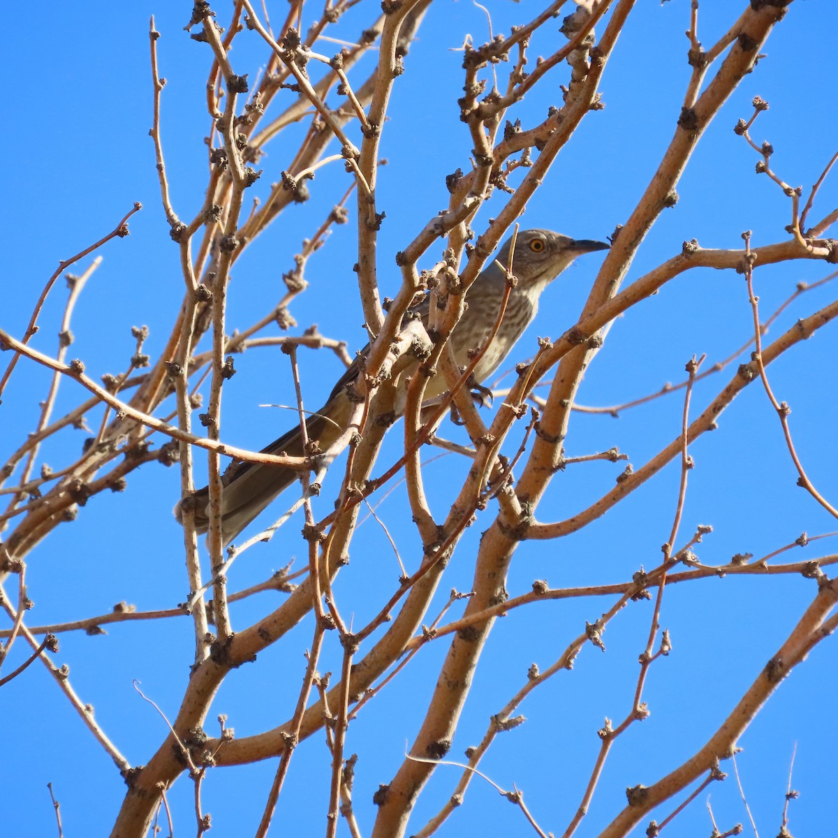 Bendire's Thrasher - ML644275800