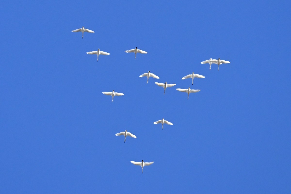 Tundra Swan - ML644275803
