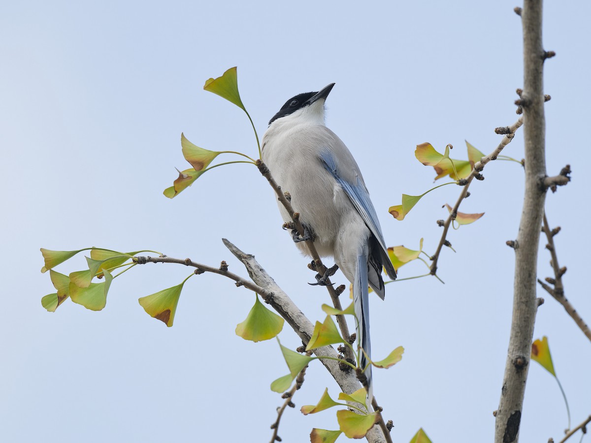 Mavi Saksağan - ML644275815