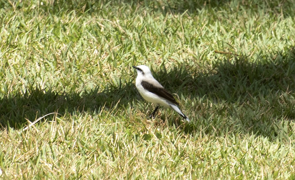 Masked Water-Tyrant - ML644275816