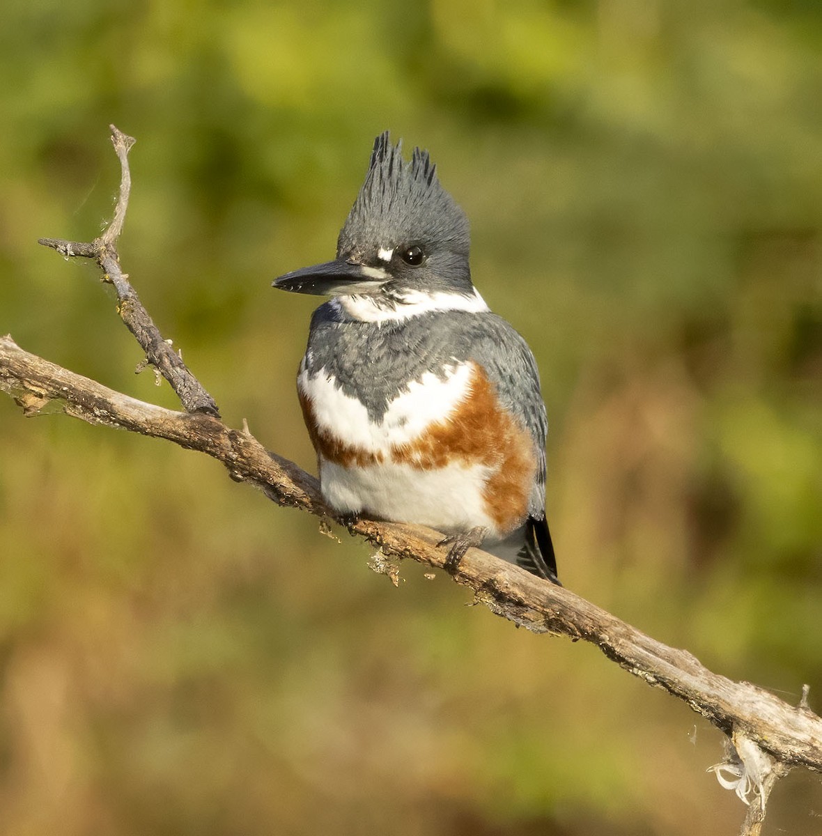 Belted Kingfisher - ML644275817