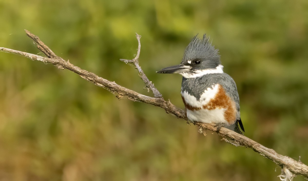 Belted Kingfisher - ML644275819
