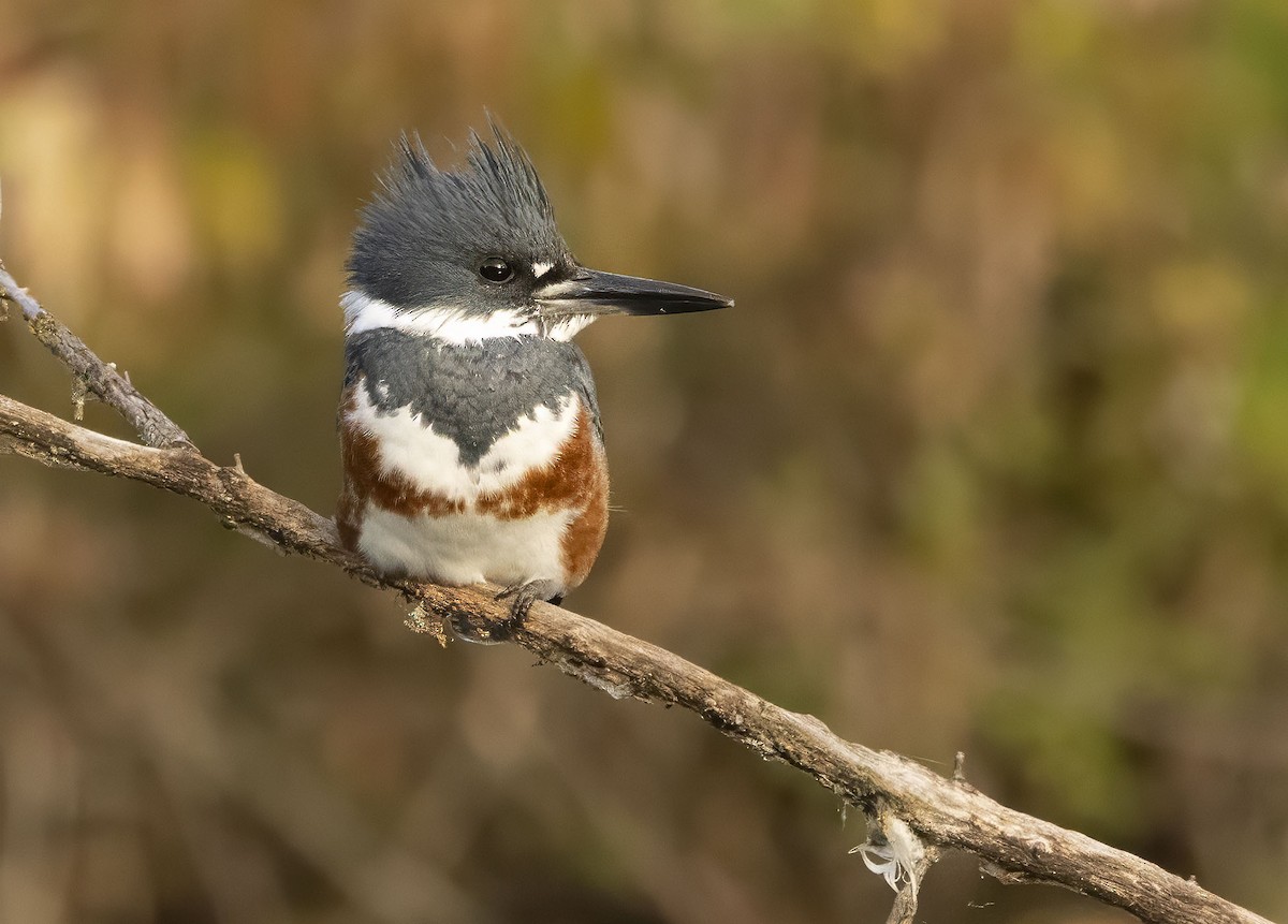 Belted Kingfisher - ML644275820