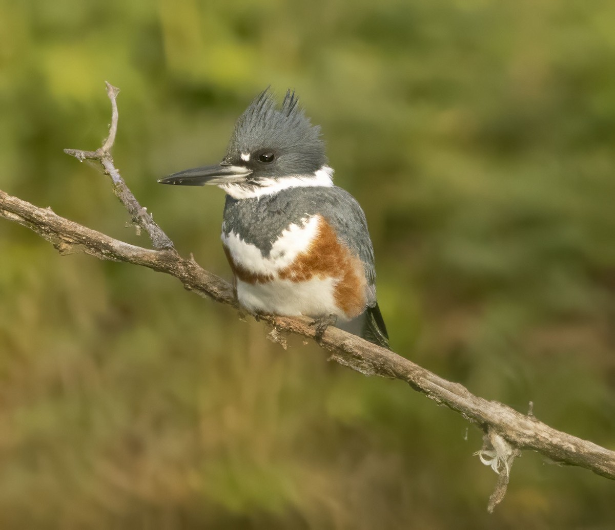 Belted Kingfisher - ML644275821