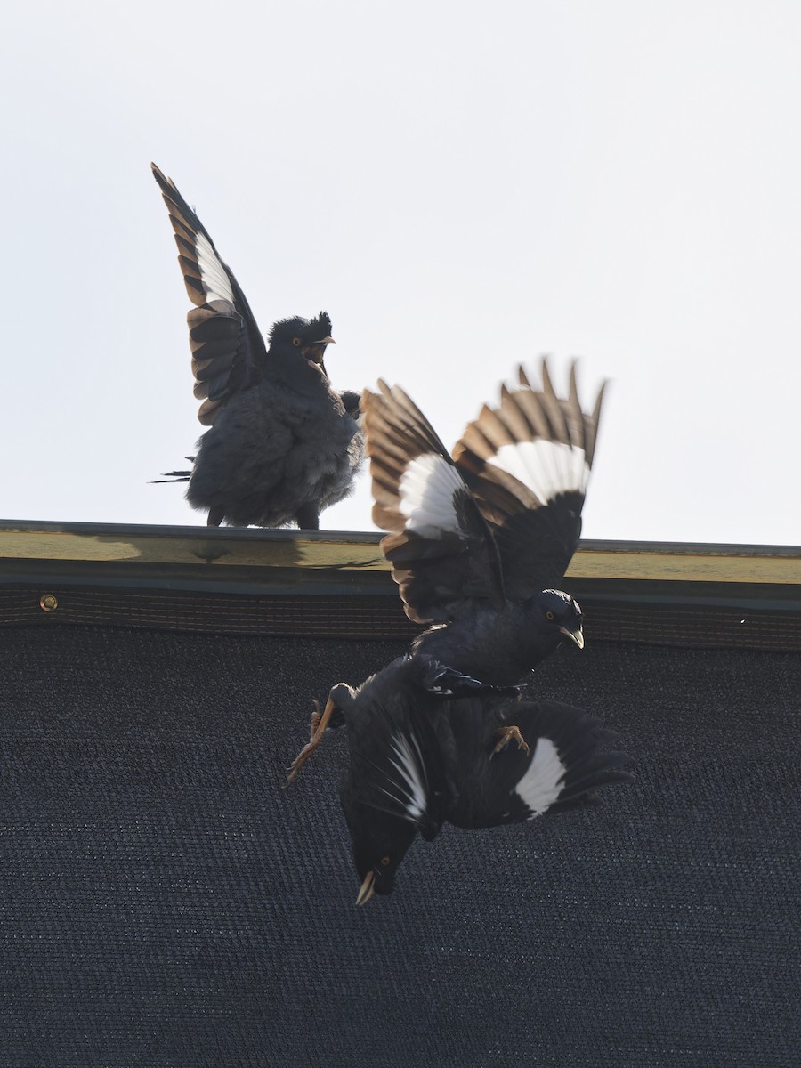 Crested Myna - ML644275831