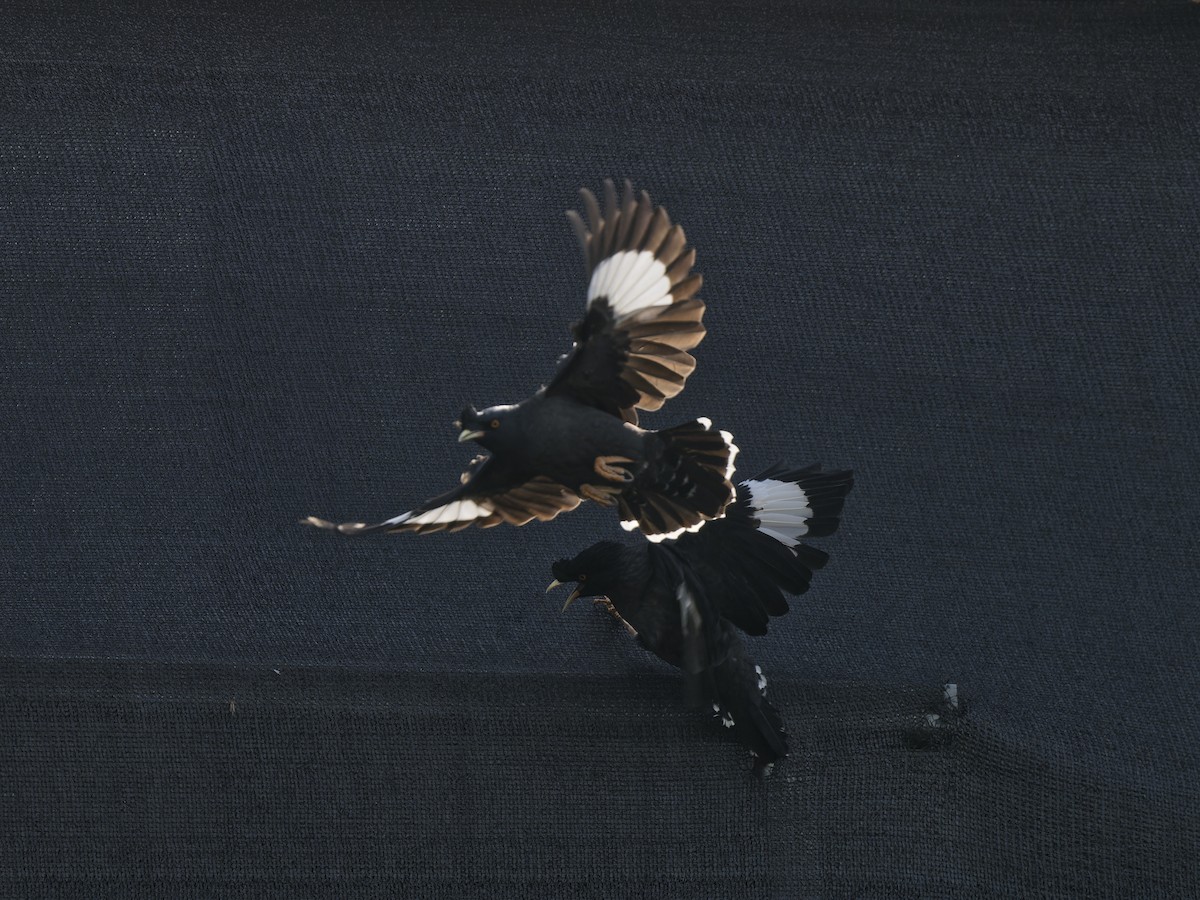 Crested Myna - ML644275832