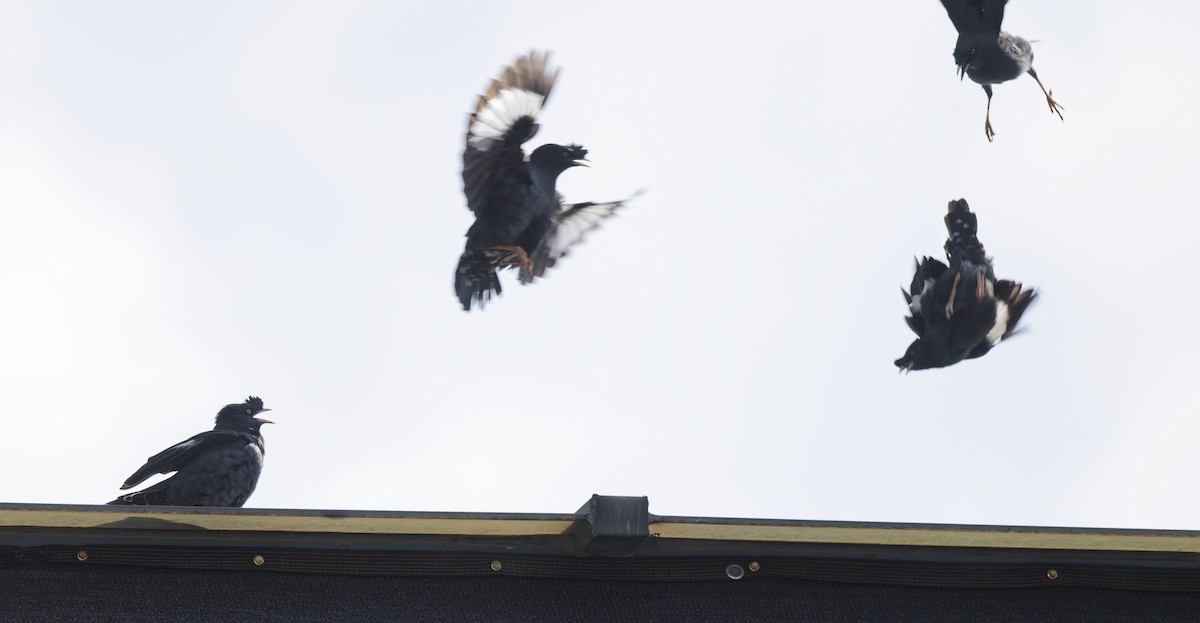 Crested Myna - ML644275833