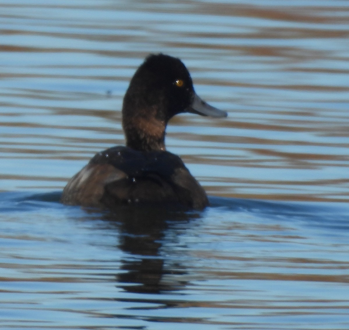 Lesser Scaup - ML644275852