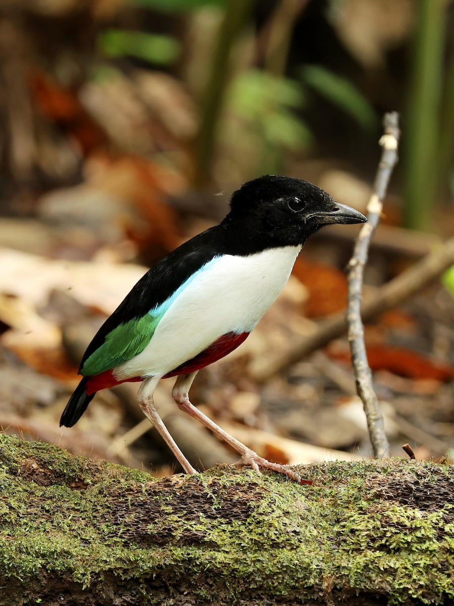 Weißbrustpitta - ML644275863