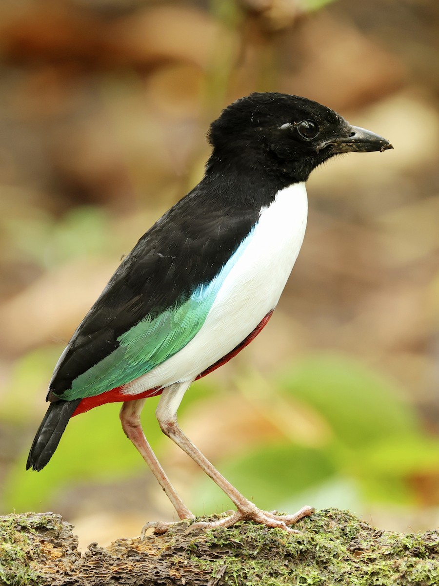 Weißbrustpitta - ML644275864