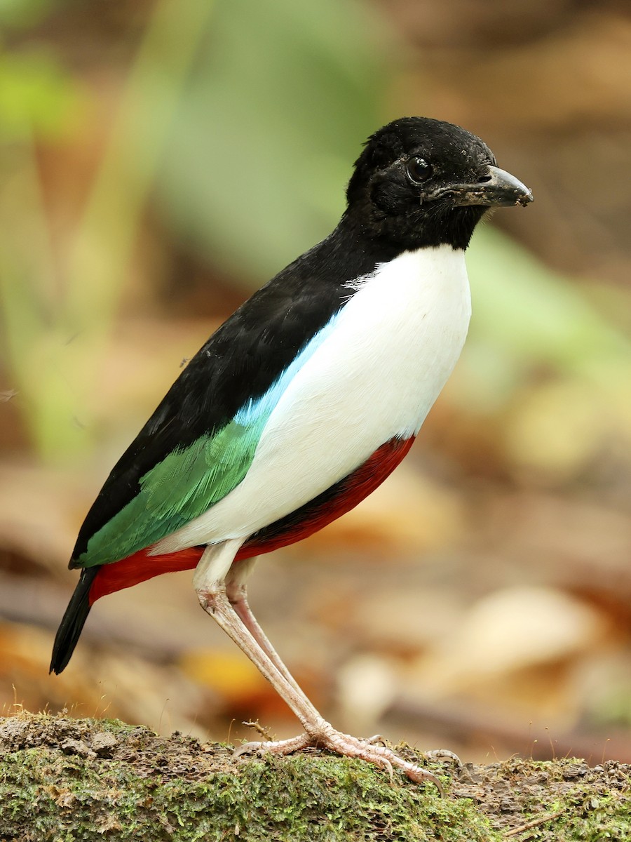 Weißbrustpitta - ML644275865