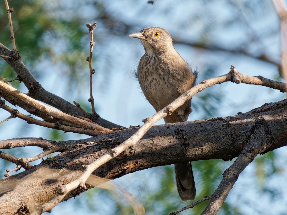 Bendire's Thrasher - ML644275866