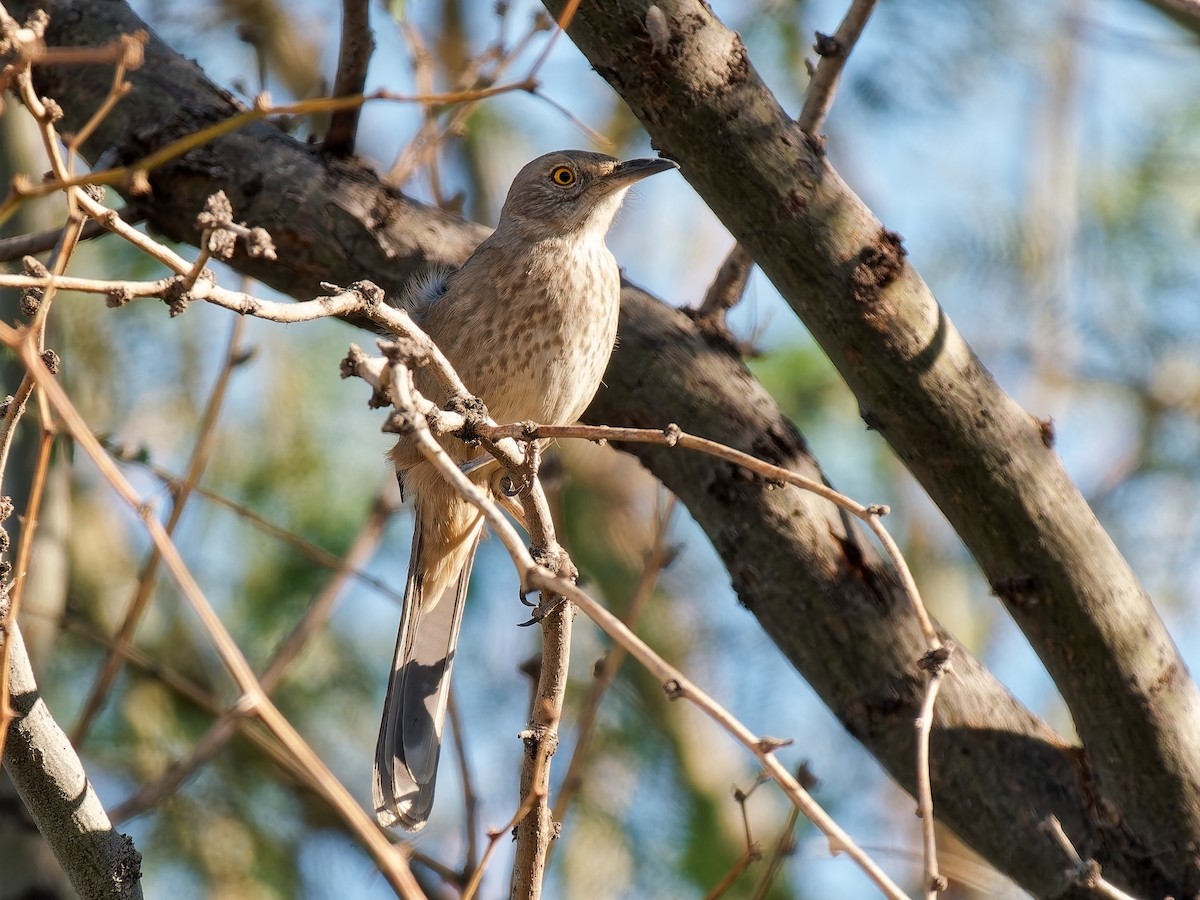 Bendire's Thrasher - ML644275867