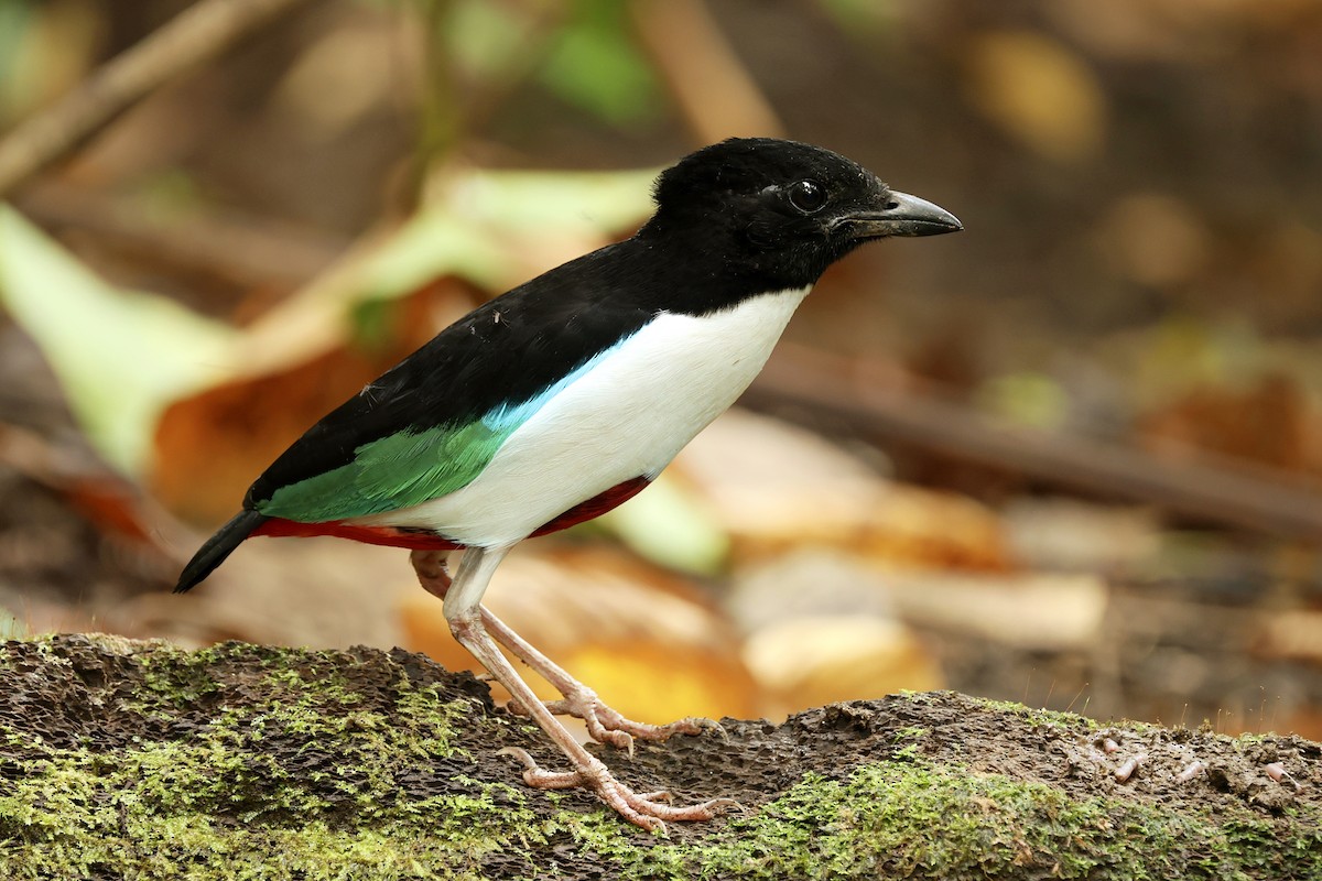 Weißbrustpitta - ML644275868