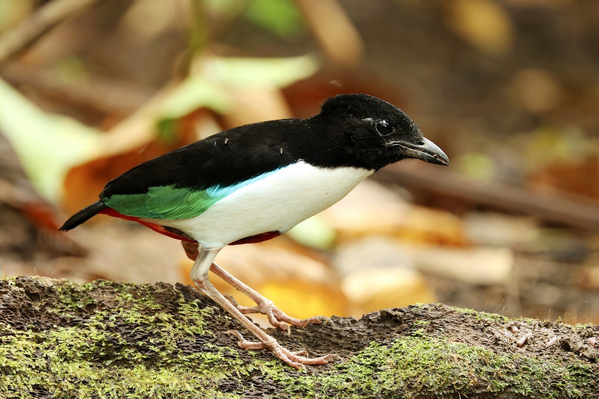 Weißbrustpitta - ML644275869