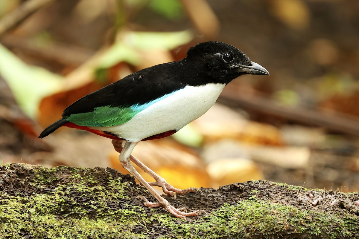 Weißbrustpitta - ML644275870