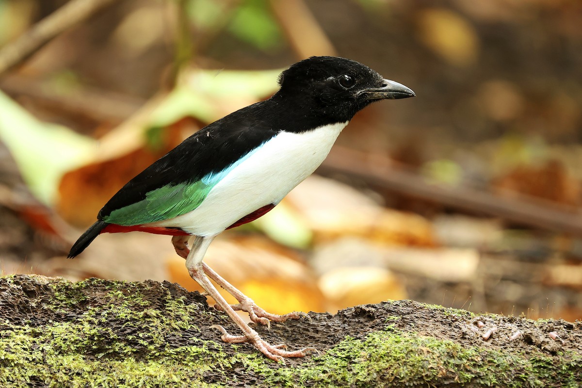 Weißbrustpitta - ML644275871