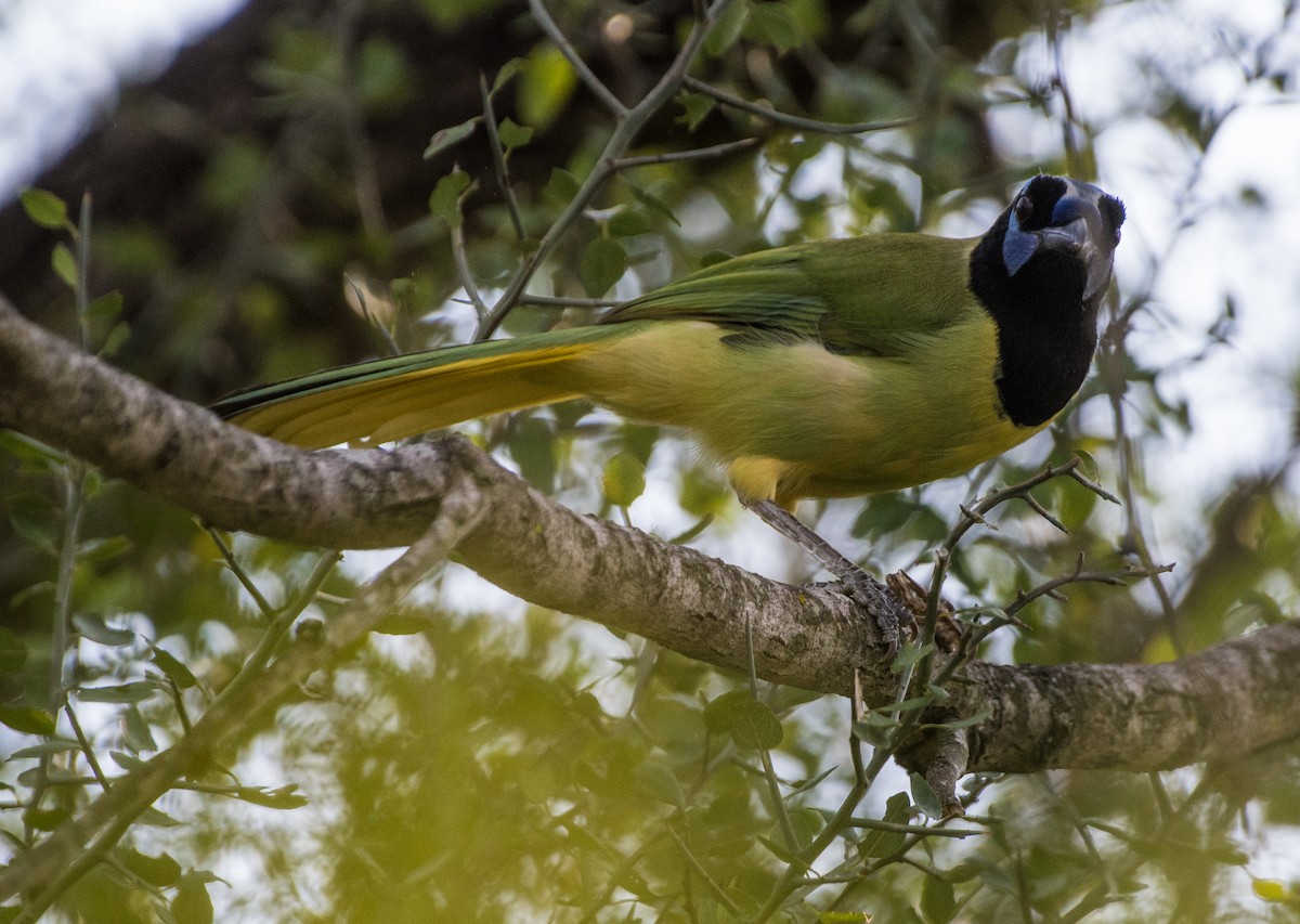 Green Jay - ML644275873