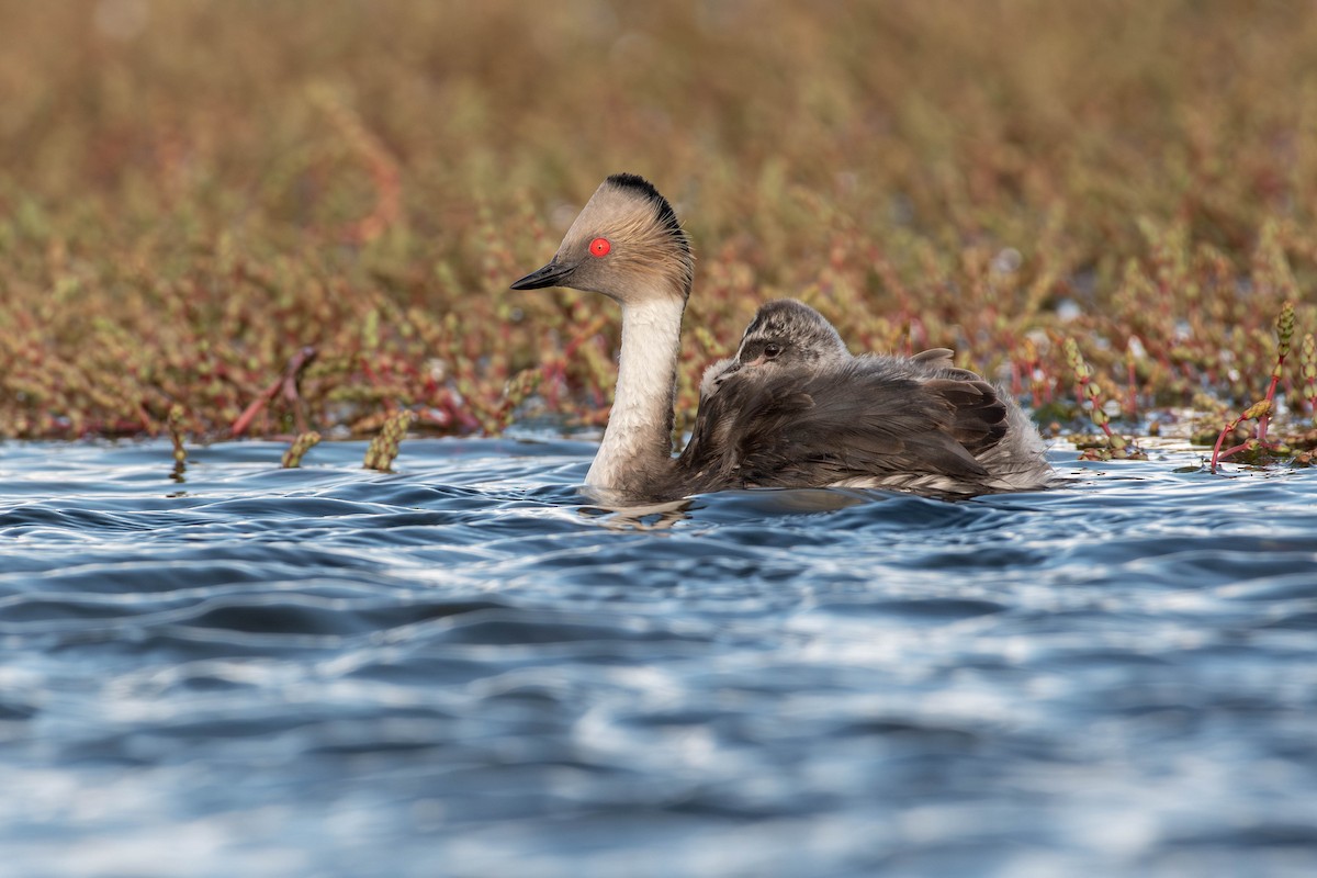 Silvery Grebe - ML644275894