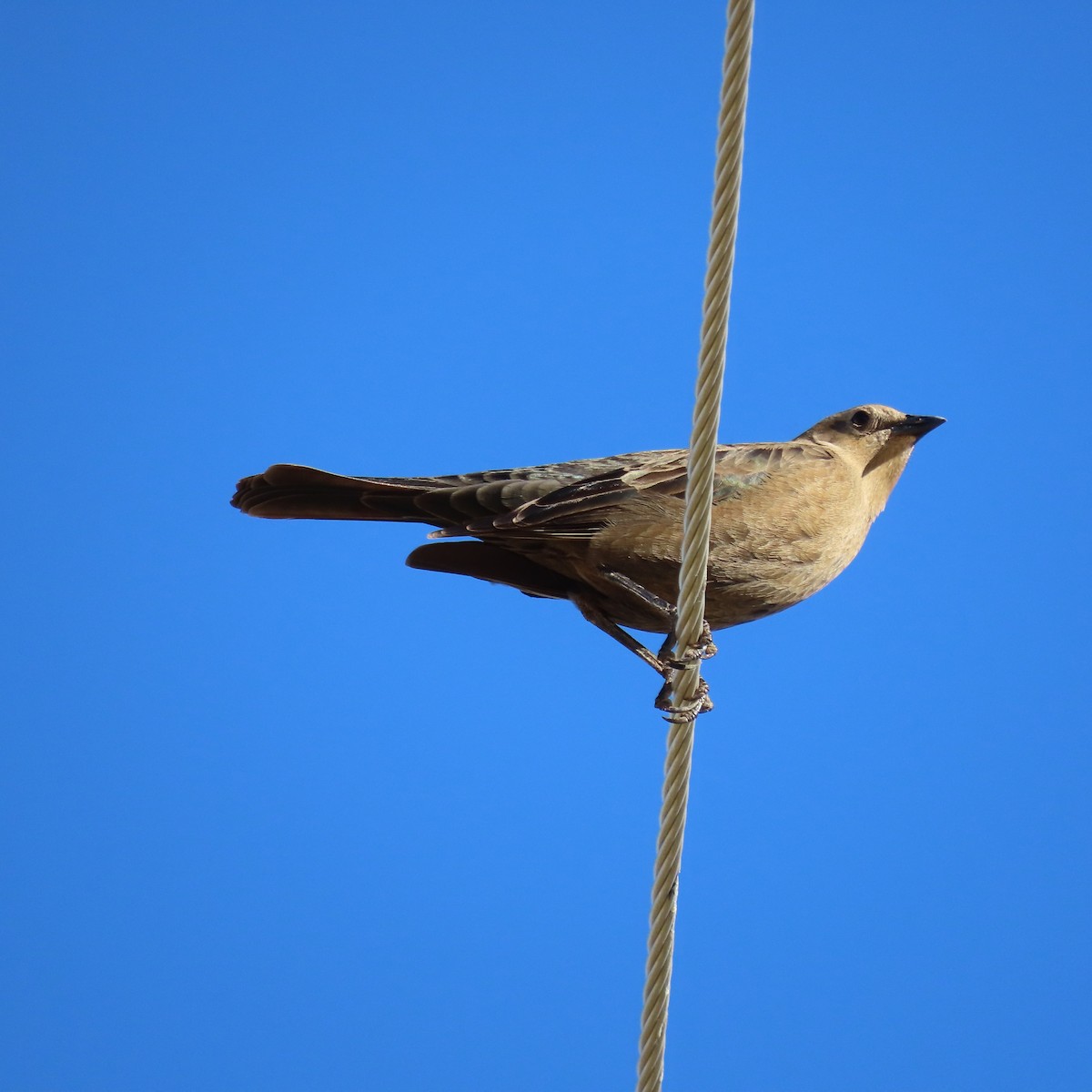 brunhodetrupial - ML644275896