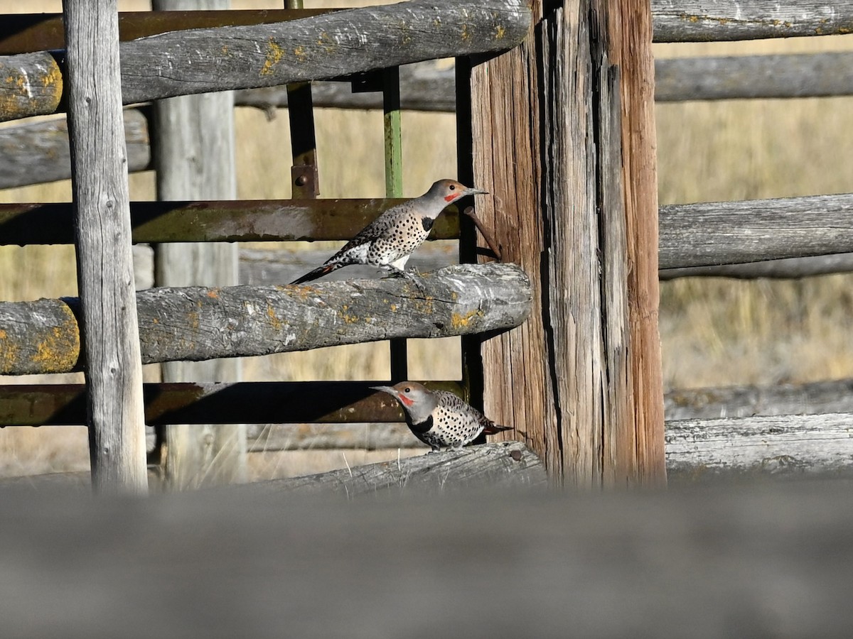 Northern Flicker - ML644275910