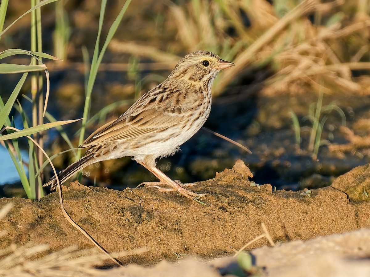 Savannah Sparrow - ML644275923
