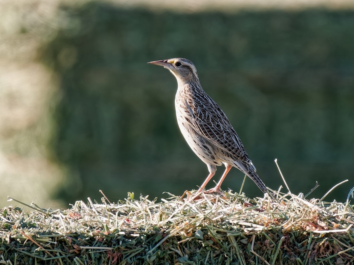 Western Meadowlark - ML644275931