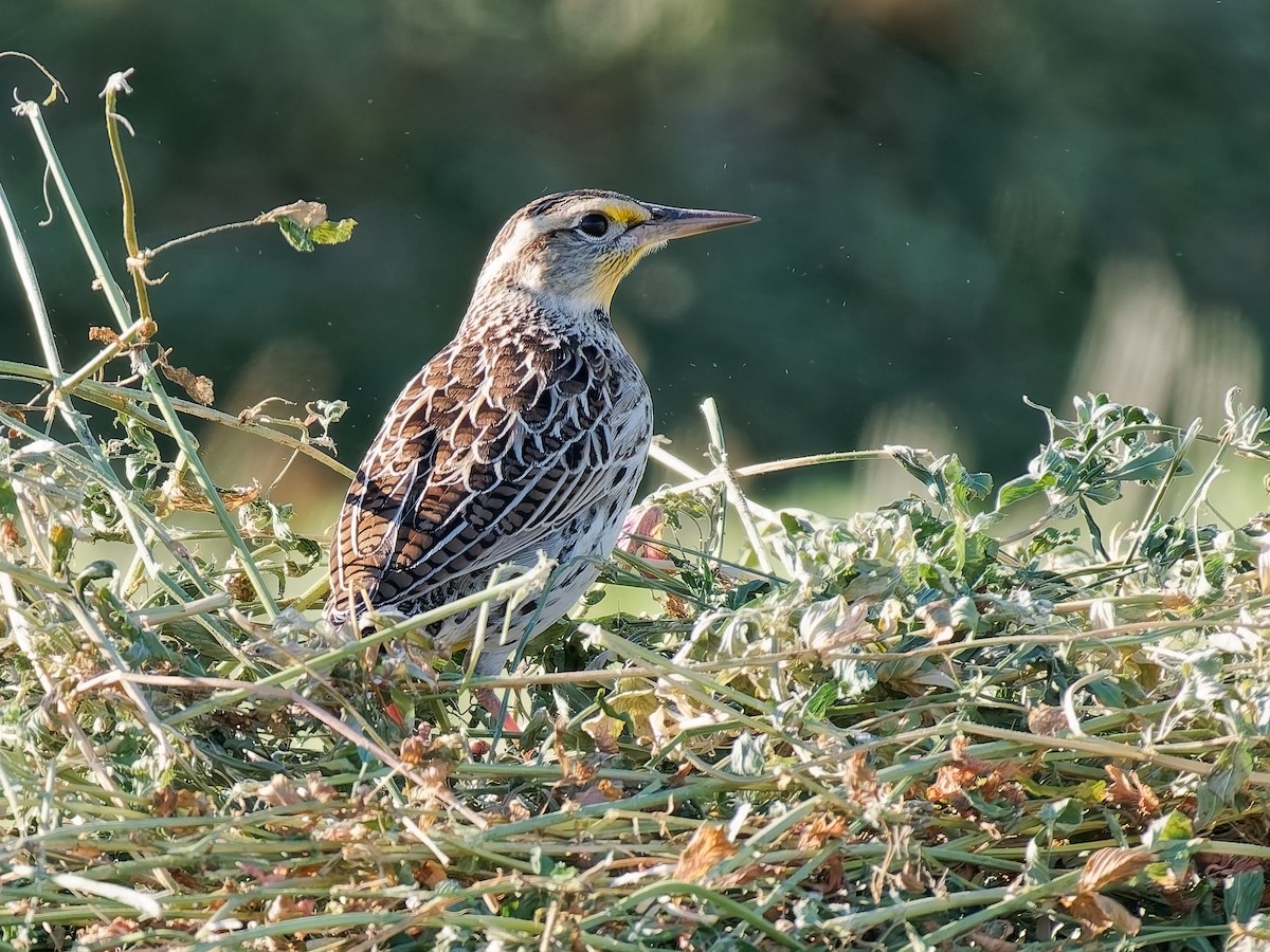 Western Meadowlark - ML644275932