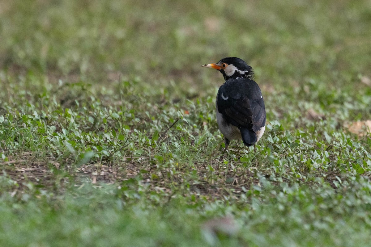 svartstrupestær - ML644275934