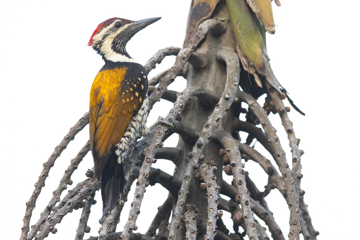 Black-rumped Flameback - ML644275937