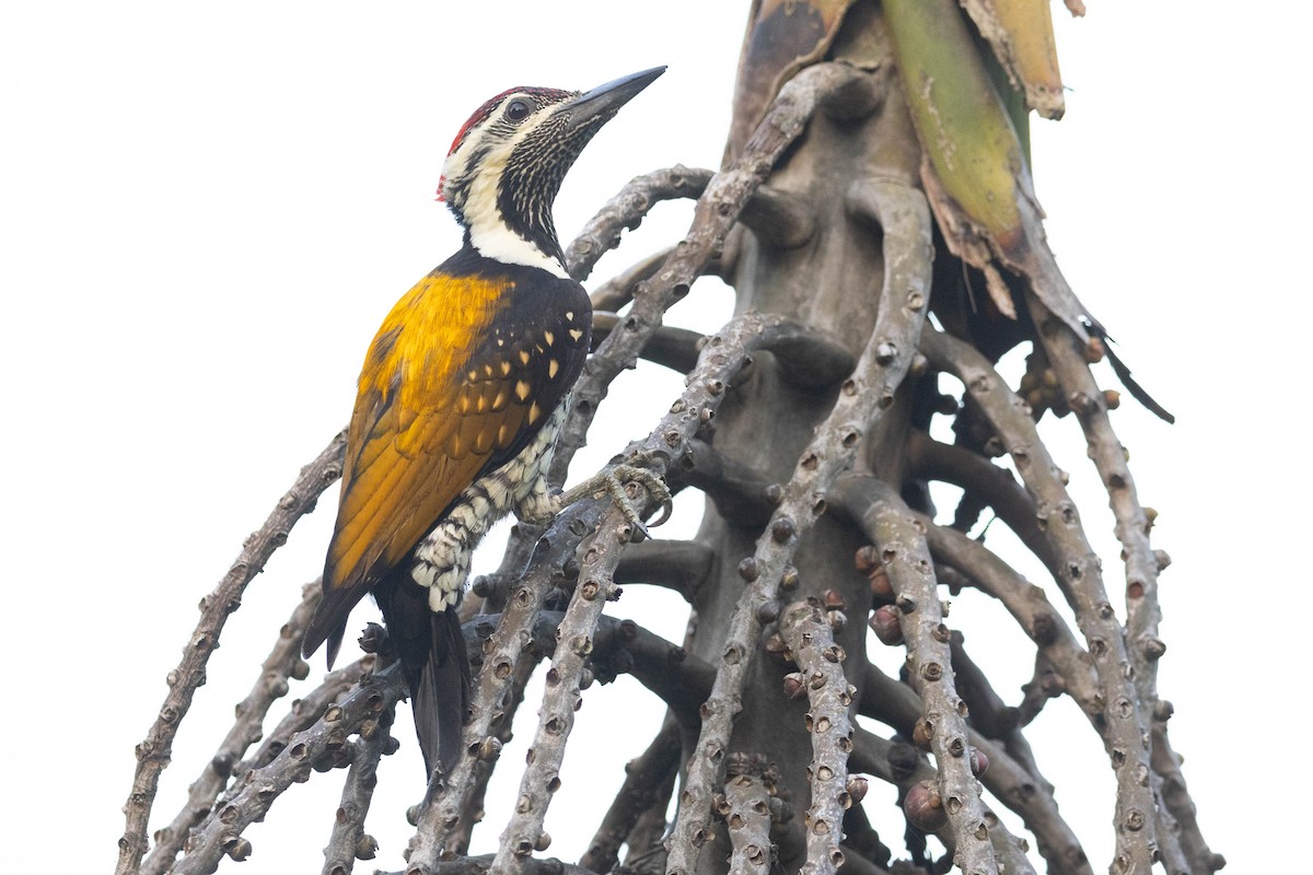 Black-rumped Flameback - ML644275938
